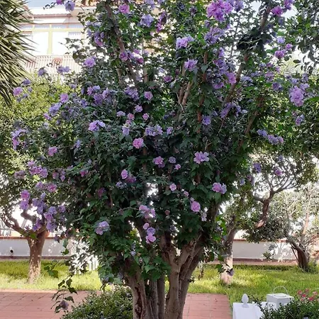 Casa Agrumeto - Locazione Turistica * Mondello