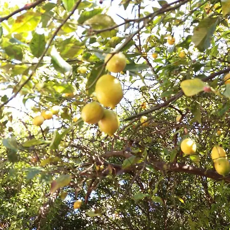 Appartamento Casa Agrumeto - Locazione Turistica *