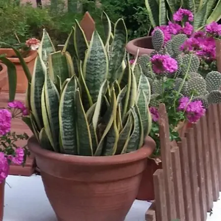 Apartament Casa Agrumeto - Locazione Turistica *